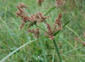 紫穗毛軸莎草 紫穗毛軸莎草