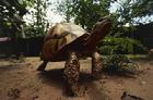 阿加諾卡龜(Agonoka Tortoise)