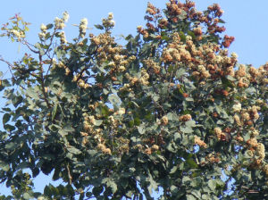 圓錐花桉 圓錐花桉