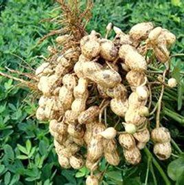 中花8號[花生品種]