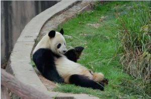 大熊貓科比 大熊貓科比