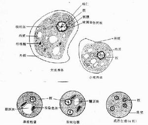 溶組織內阿米巴