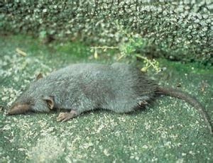 裝甲鼩屬 裝甲鼩屬