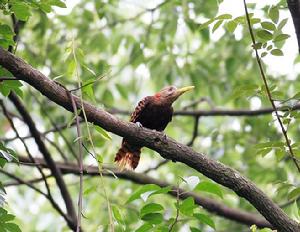 （圖）黃嘴栗啄木鳥