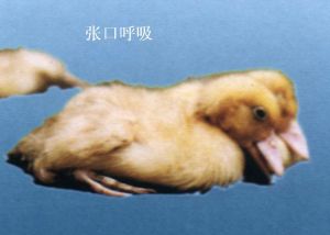 番鴨細小病毒病 番鴨細小病毒病