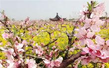 南匯桃花村風景