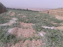 黑虎岔村 黑虎岔村