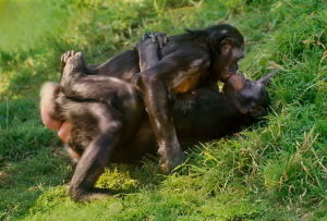 倭黑猩猩的性行為