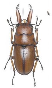 楊氏前鍬甲 楊氏前鍬甲