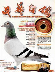 中華信鴿 中華信鴿