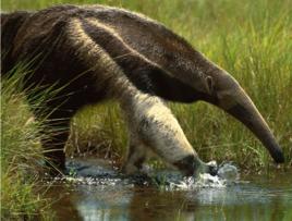 大食蟻獸 大食蟻獸