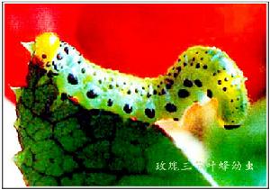 玫瑰三節葉蜂 玫瑰三節葉蜂