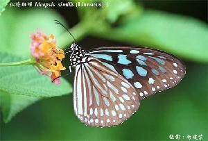 擬旖斑蝶 