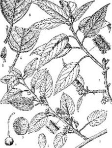 厚葉藤山柳 厚葉藤山柳