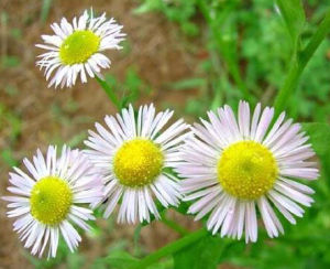 異色飛蓬 異色飛蓬