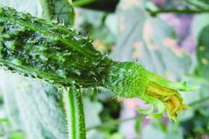 絕育黃瓜 絕育黃瓜