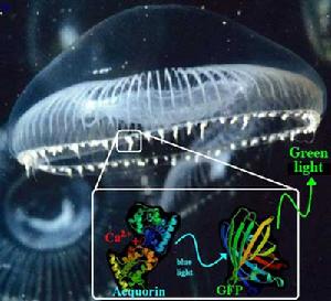 （圖）分子發光分析法