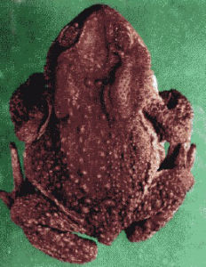 喜山蟾蜍 喜山蟾蜍