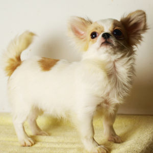 長毛吉娃娃正面