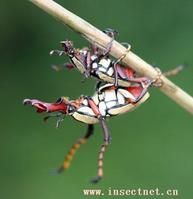 黃粉鹿花金龜 黃粉鹿花金龜