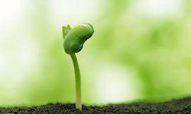 萌芽[漢語詞語]