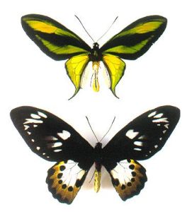 鳥翼蝶屬 鳥翼蝶屬