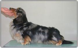 長毛臘腸犬 長毛臘腸犬