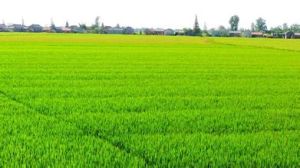 國營東太農場 國營東太農場