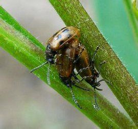 枸杞負泥蟲 枸杞負泥蟲