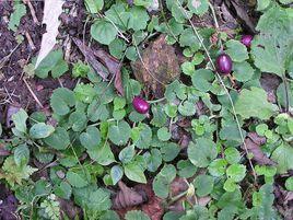 銅錘玉帶草[桔梗目桔梗科植物]