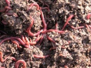 深紅枝蚓 深紅枝蚓