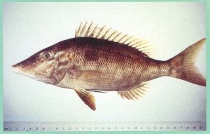 太平洋裸頰鯛 太平洋裸頰鯛