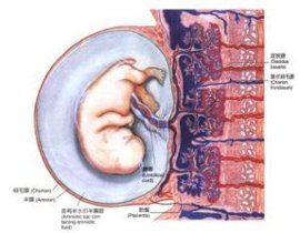 胎盤剝離徵象 胎盤剝離徵象