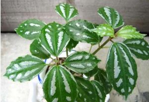 白斑葉冷水花 白斑葉冷水花