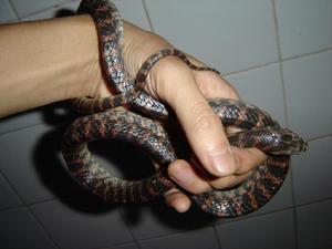 半環扁尾蛇 半環扁尾蛇