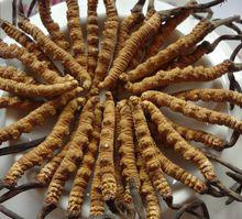 九寨溝特產——冬蟲夏草