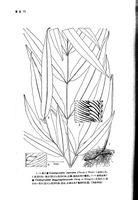 井岡山鳳丫蔗 井岡山鳳丫蔗