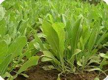 大青葉(爵床科) 大青葉(爵床科)