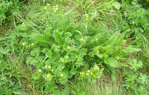 簇生委陵菜 簇生委陵菜