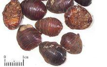 土鱉[鱉蠊科昆蟲]