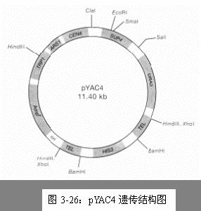 （圖）PYAC4 遺傳結構圖