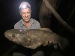 大眼利齒脂鯉 大眼利齒脂鯉