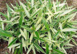 地被觀賞竹 地被觀賞竹