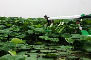 萬畝荷塘風景區