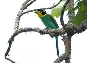 泰國長尾闊嘴鳥 泰國長尾闊嘴鳥