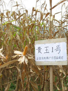 貴玉1號 貴玉1號