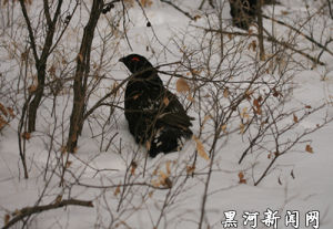圖為保護區內的雄性黑嘴松雞