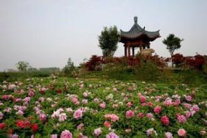 牡丹公園 牡丹公園