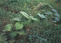 東北馬兜鈴莖葉