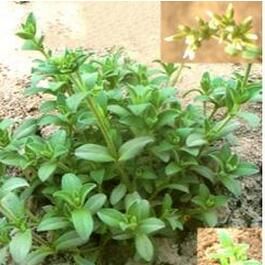 田繁縷屬 田繁縷屬